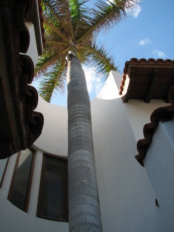 We built the vacation rental villa around this royal palm tree